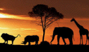 Sel-induced Mass Extinction